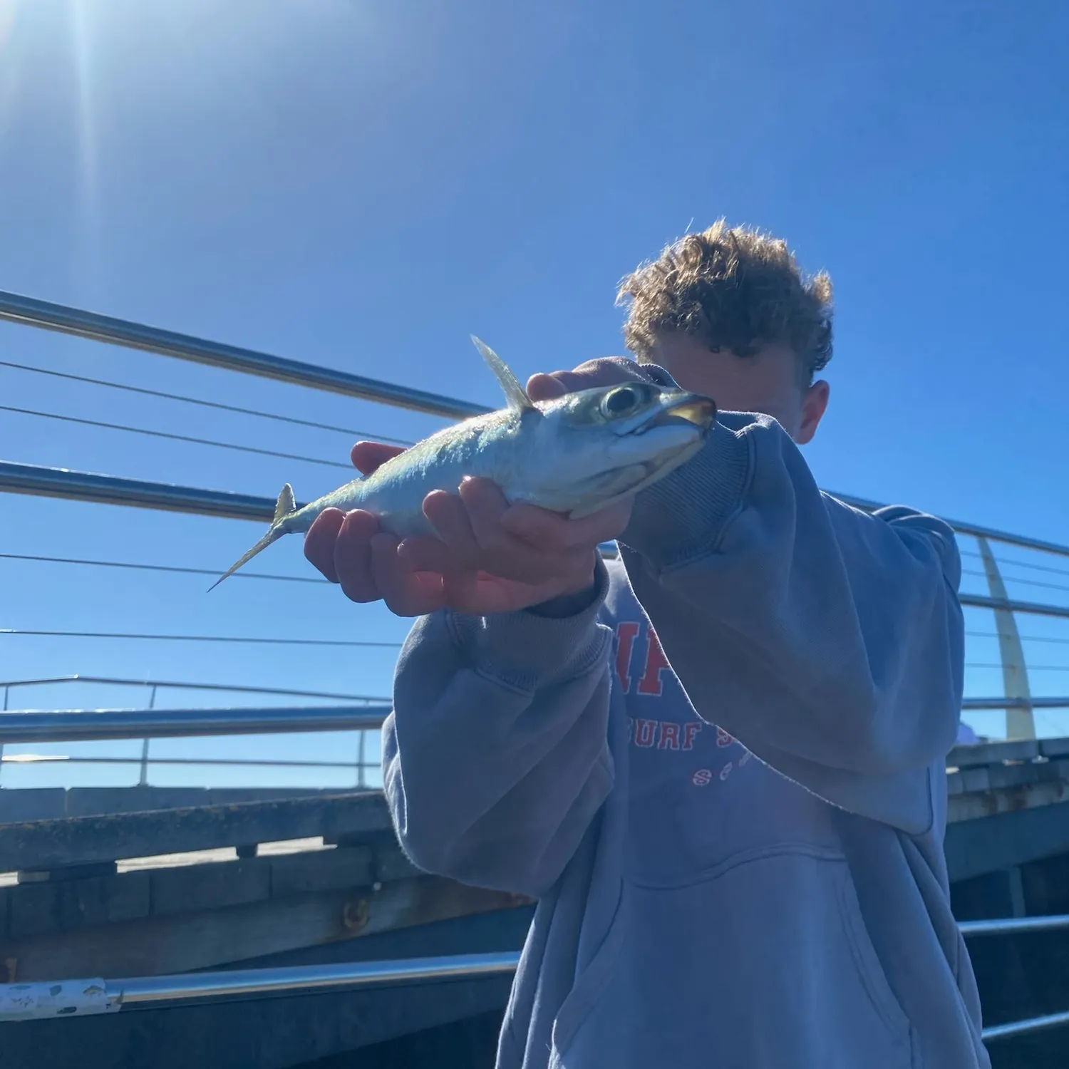 The most recent Blue mackerel catches on Fishbrain