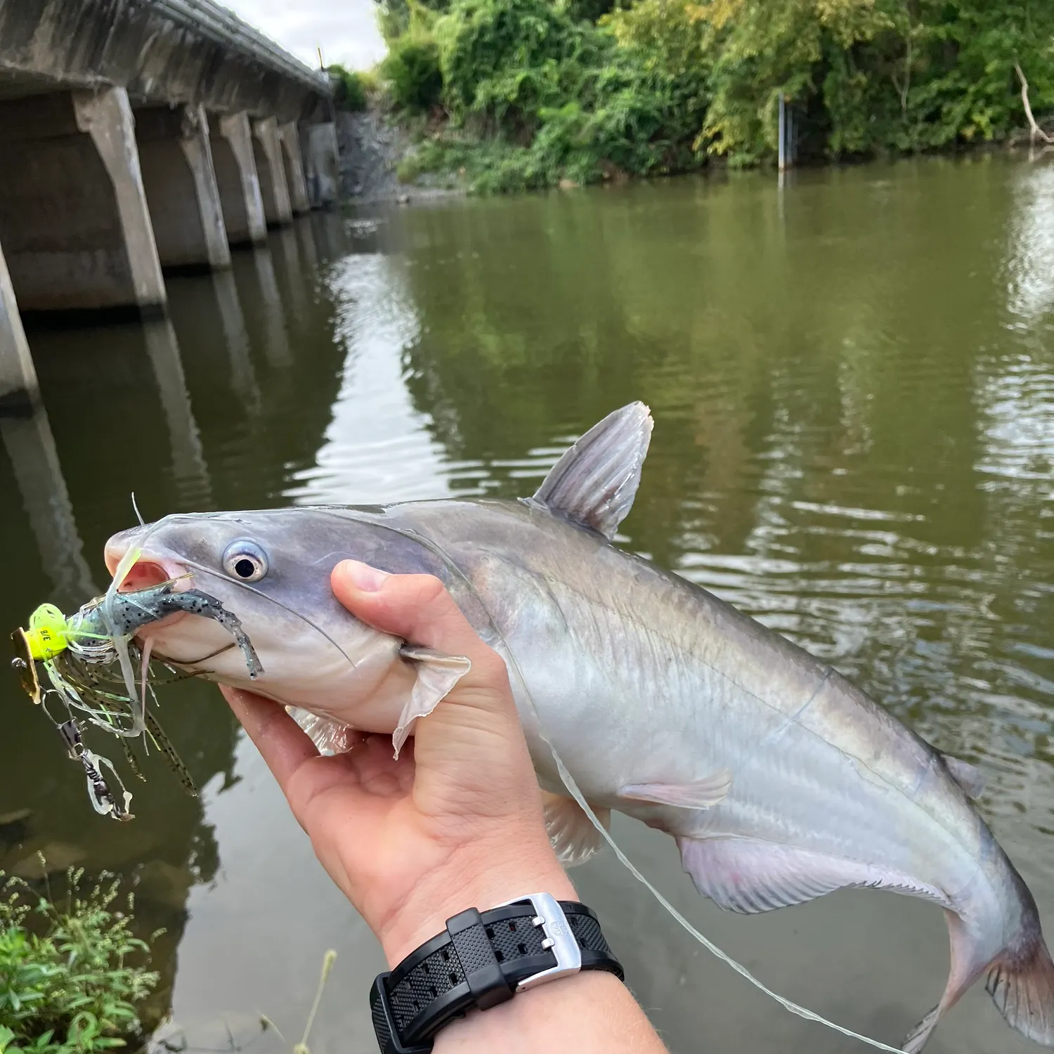 Blue catfish caught on Fishbrain