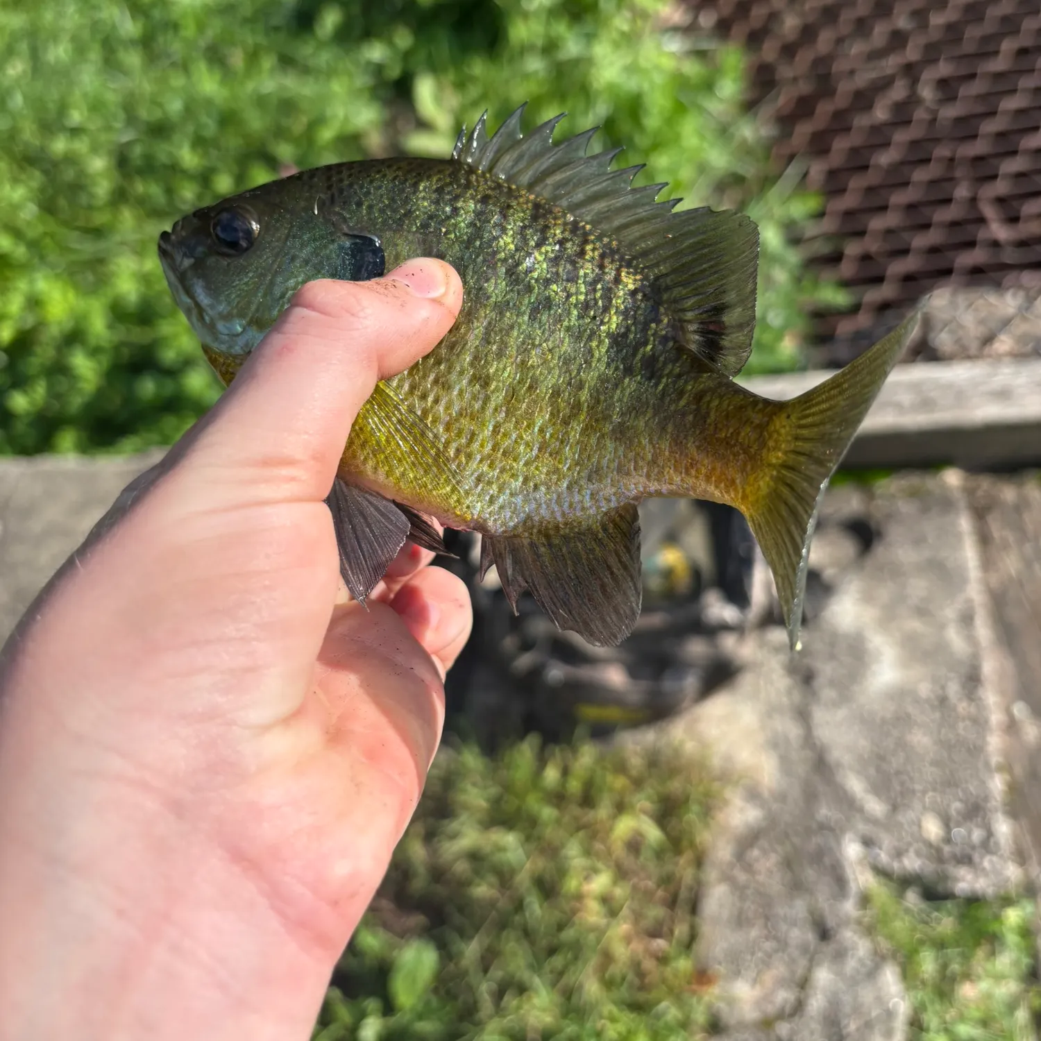 Bluegill caught on Fishbrain