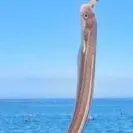 The most recent Japanese eel catches on Fishbrain