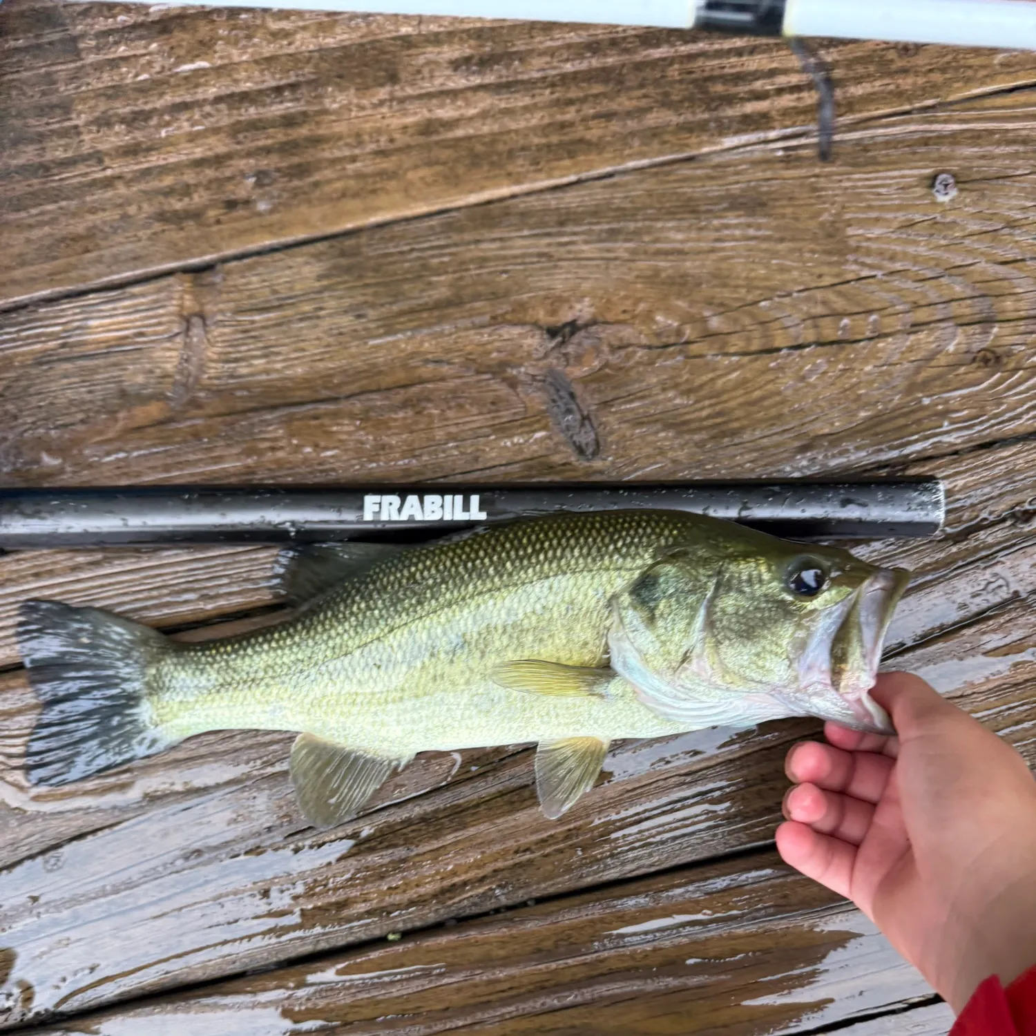 Largemouth bass caught on Fishbrain