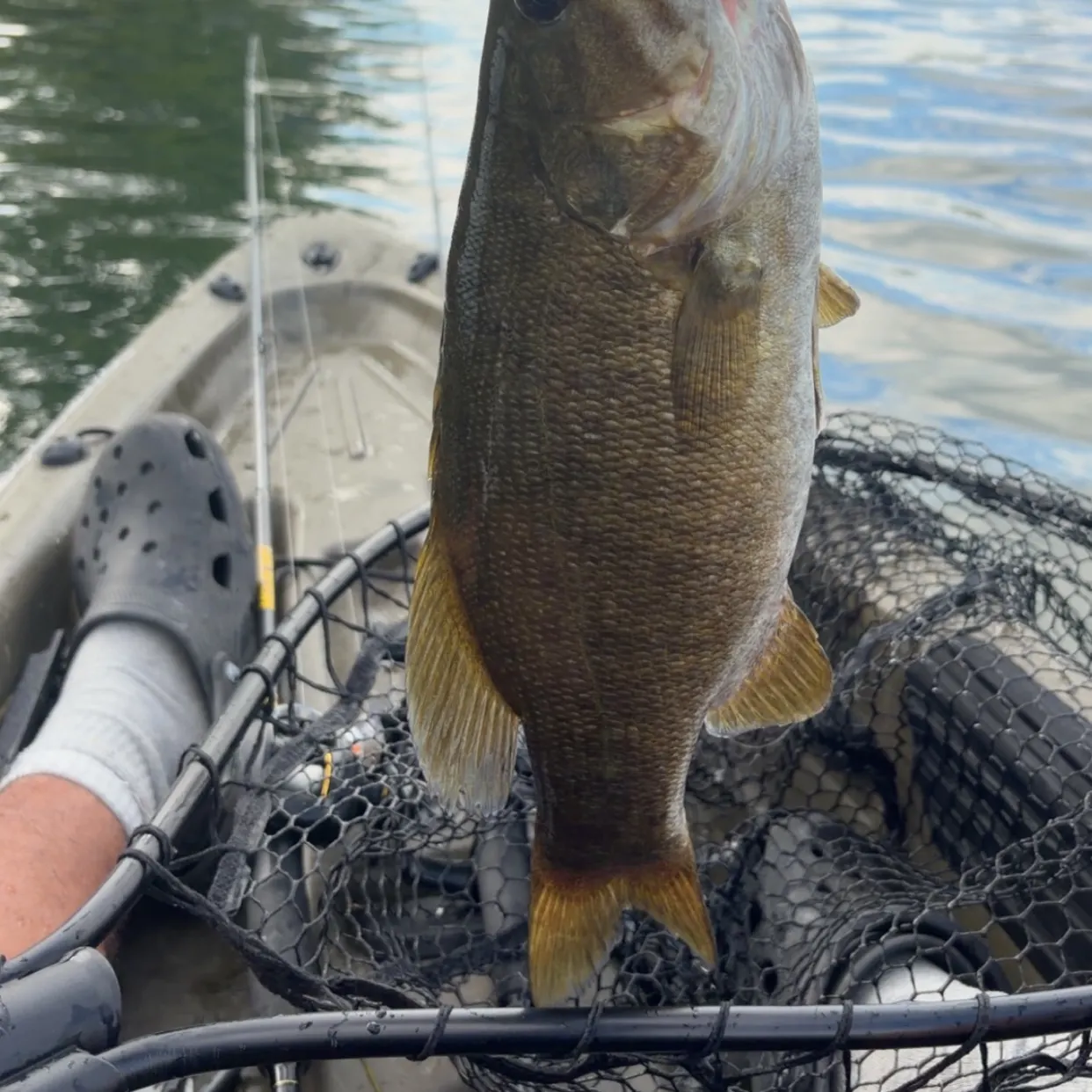 Smallmouth bass caught on Fishbrain