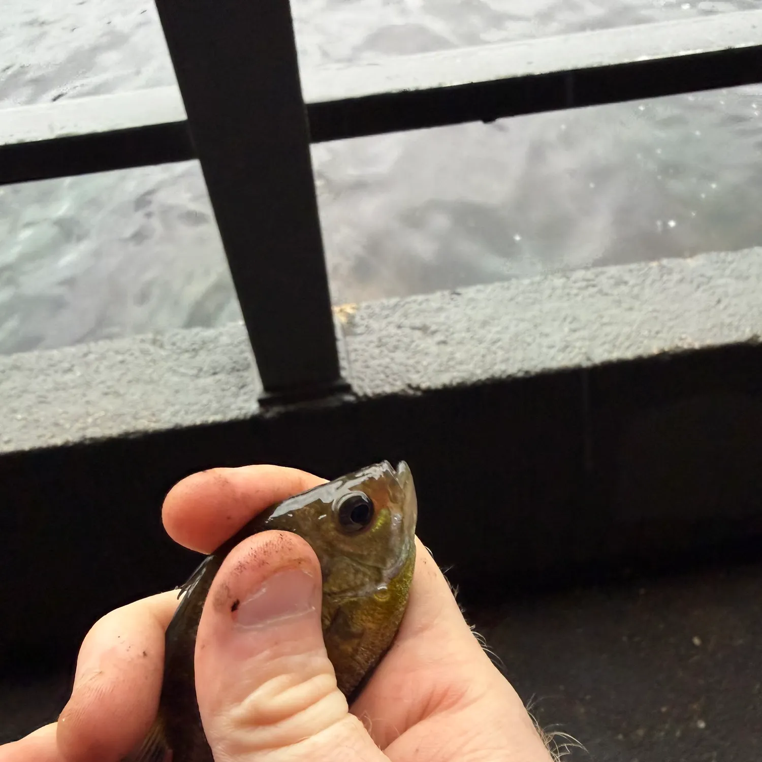 Bluegill caught on Fishbrain