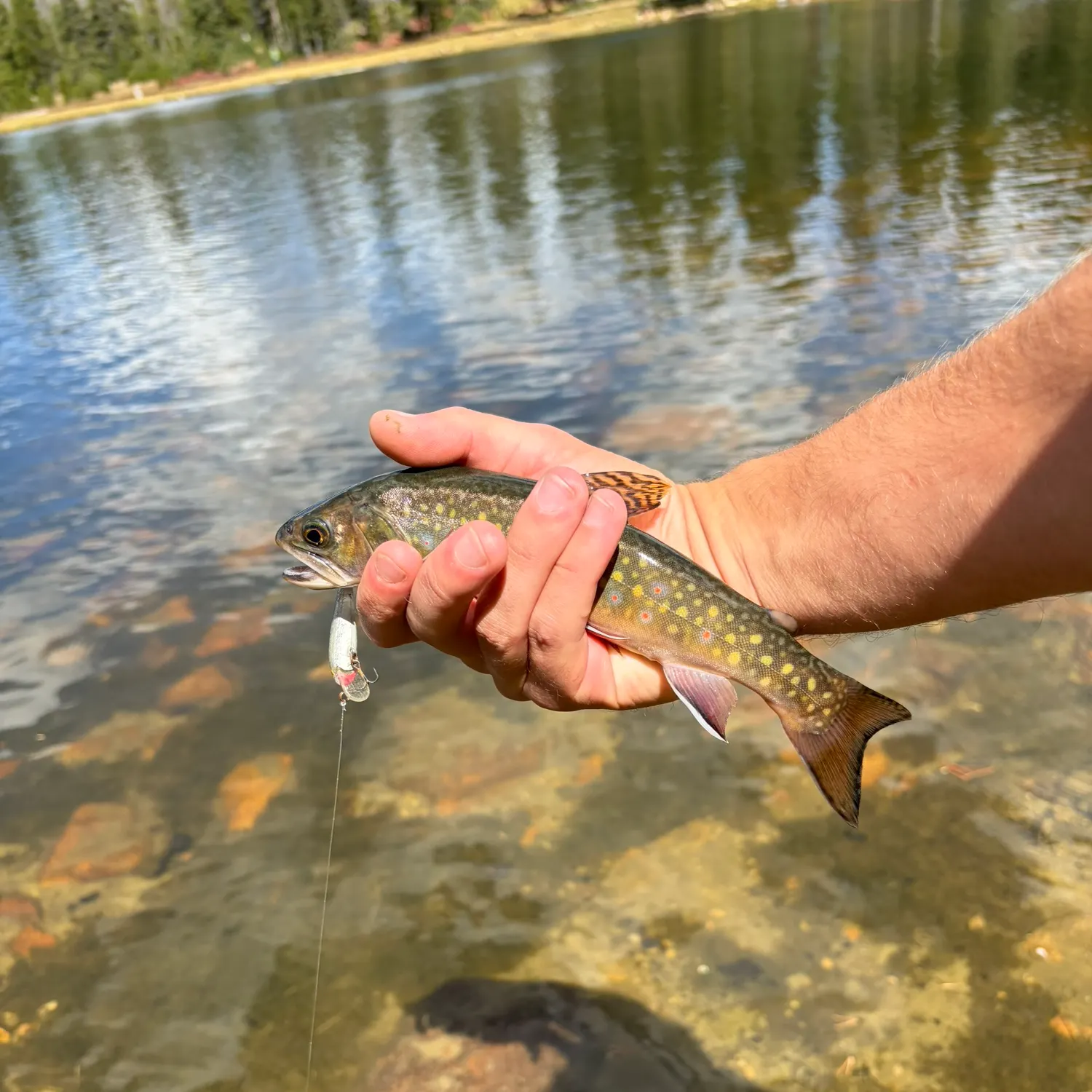 Brook trout caught on Fishbrain