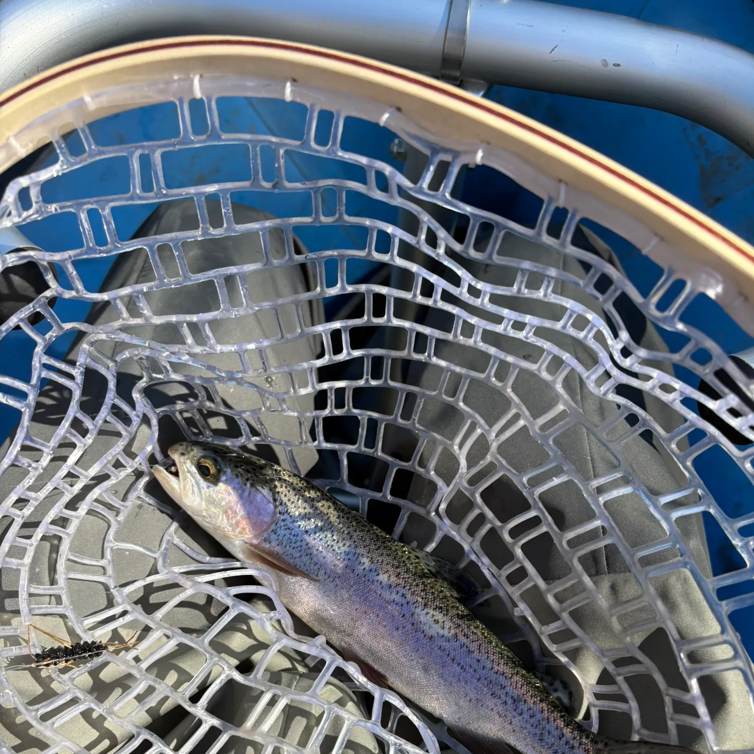 Rainbow trout caught on Fishbrain