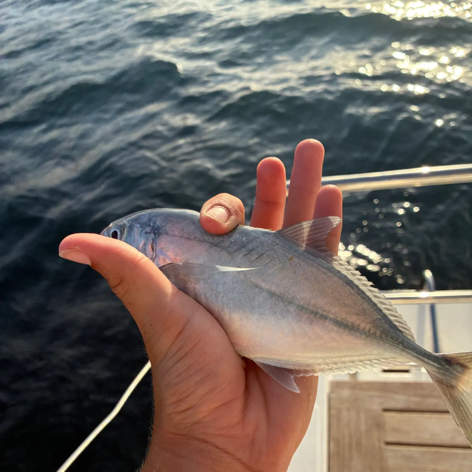 The most recent Blue runner catches on Fishbrain