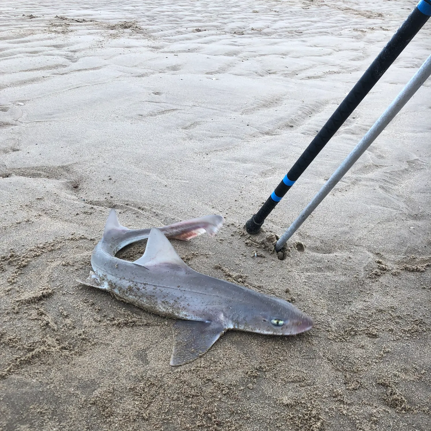 The most recent Spotless smooth-hound catches on Fishbrain