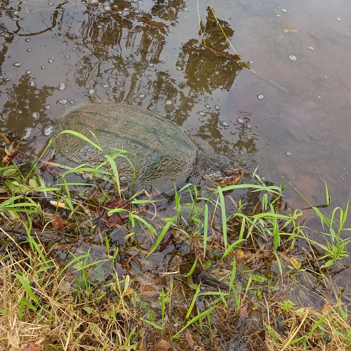 Common snapping turtle caught on Fishbrain