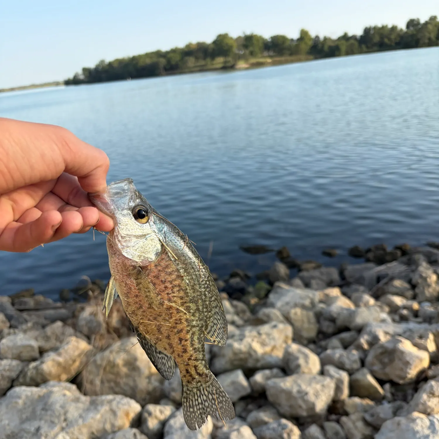 Black crappie caught on Fishbrain