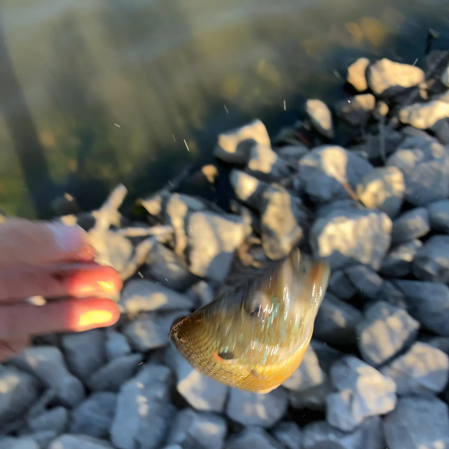 Green sunfish caught on Fishbrain