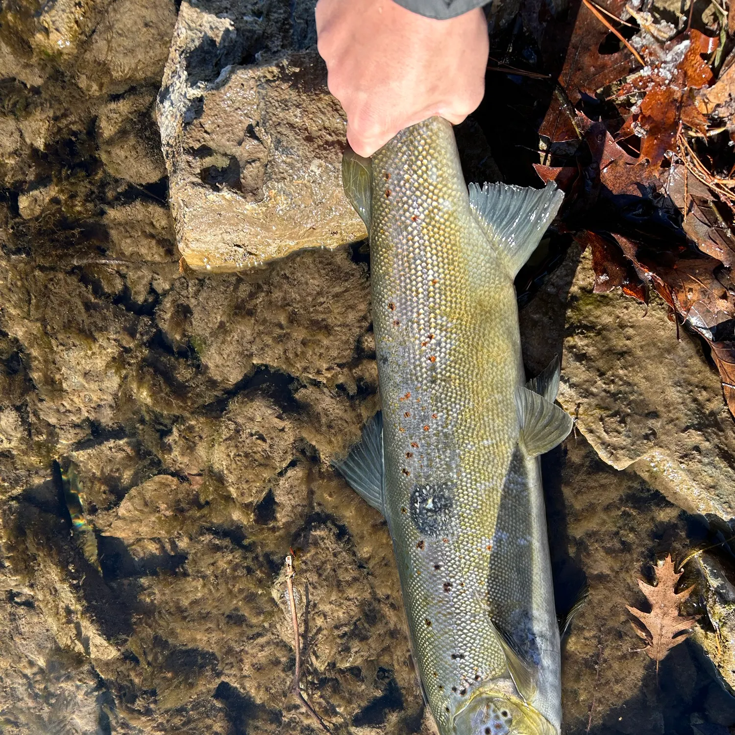 The most recent Atlantic salmon catches on Fishbrain