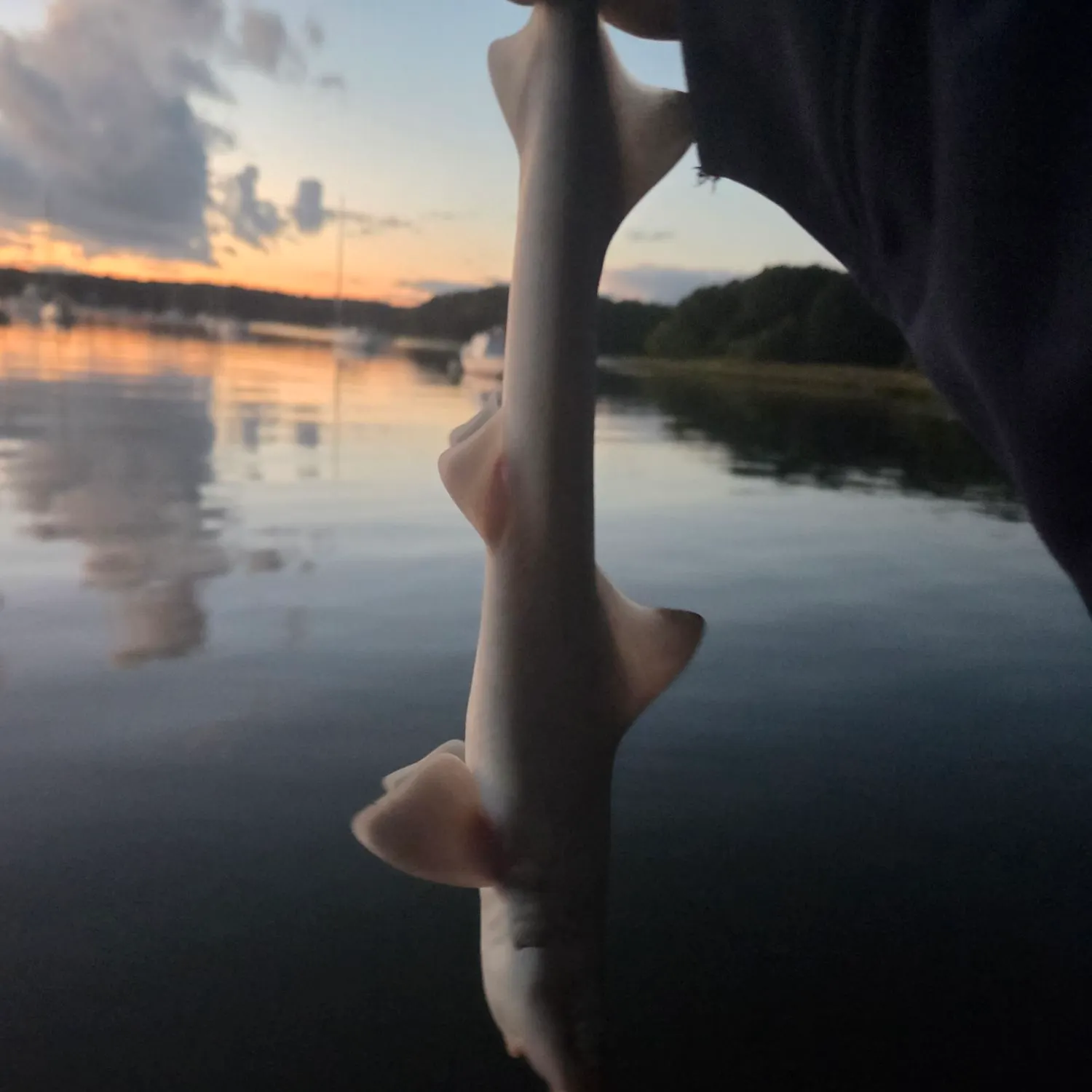 Nurse shark caught on Fishbrain