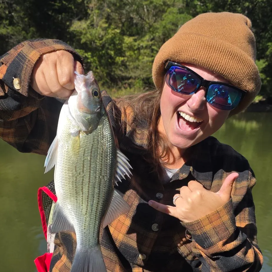 White bass caught on Fishbrain
