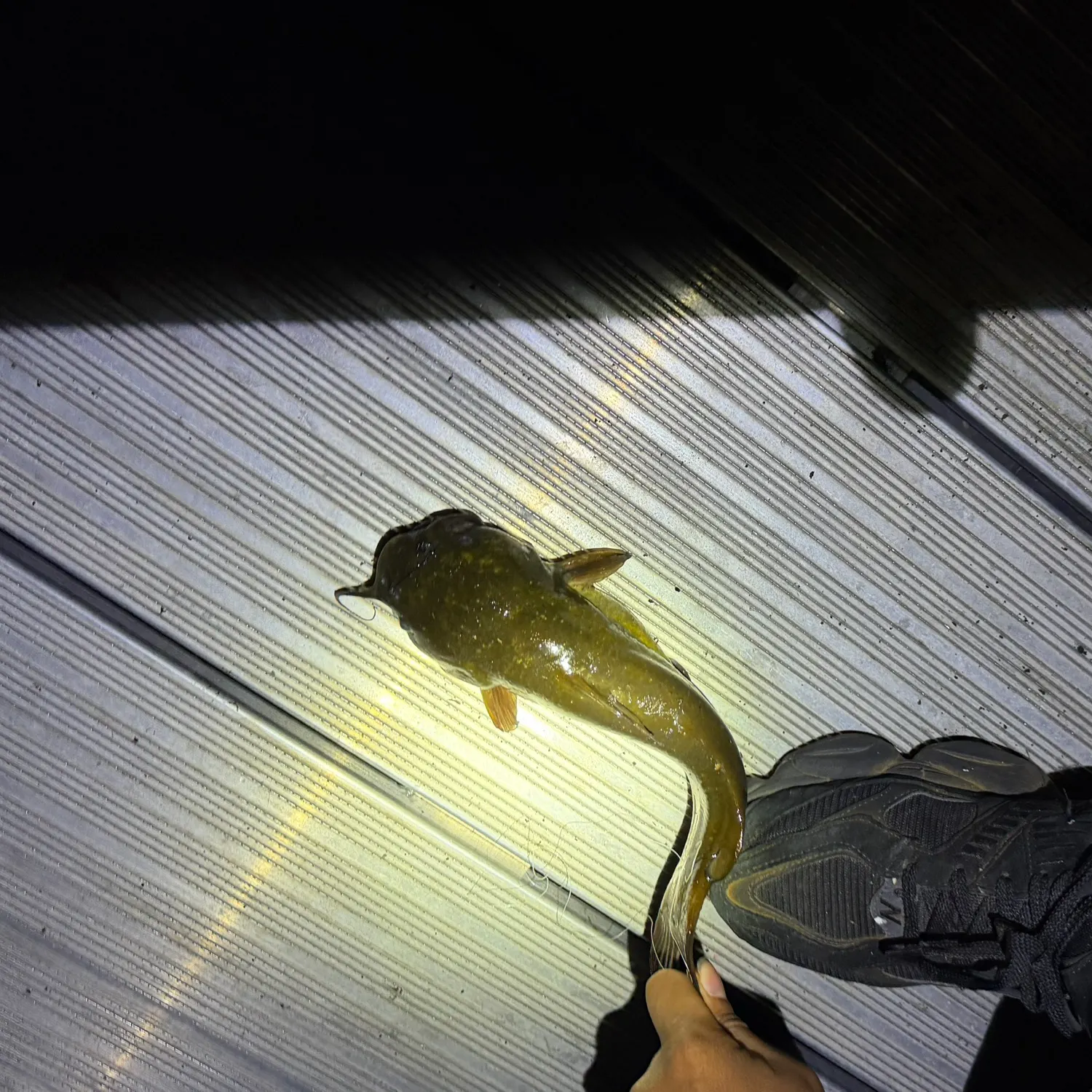 Yellow bullhead caught on Fishbrain