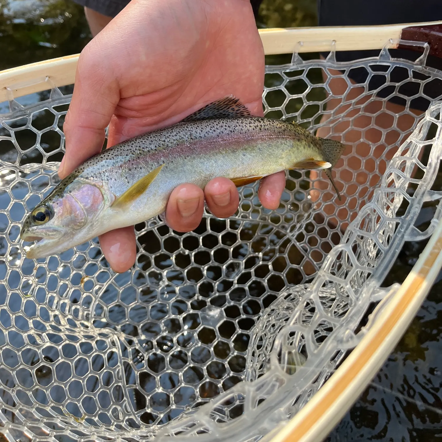 Rainbow trout caught on Fishbrain