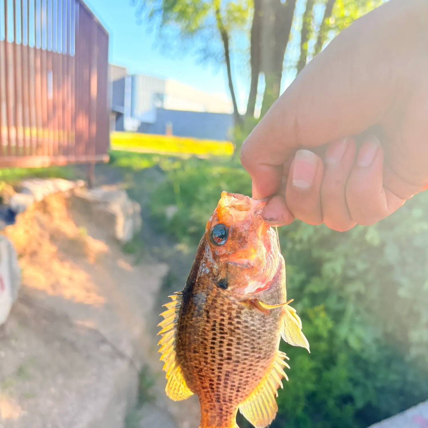 catch