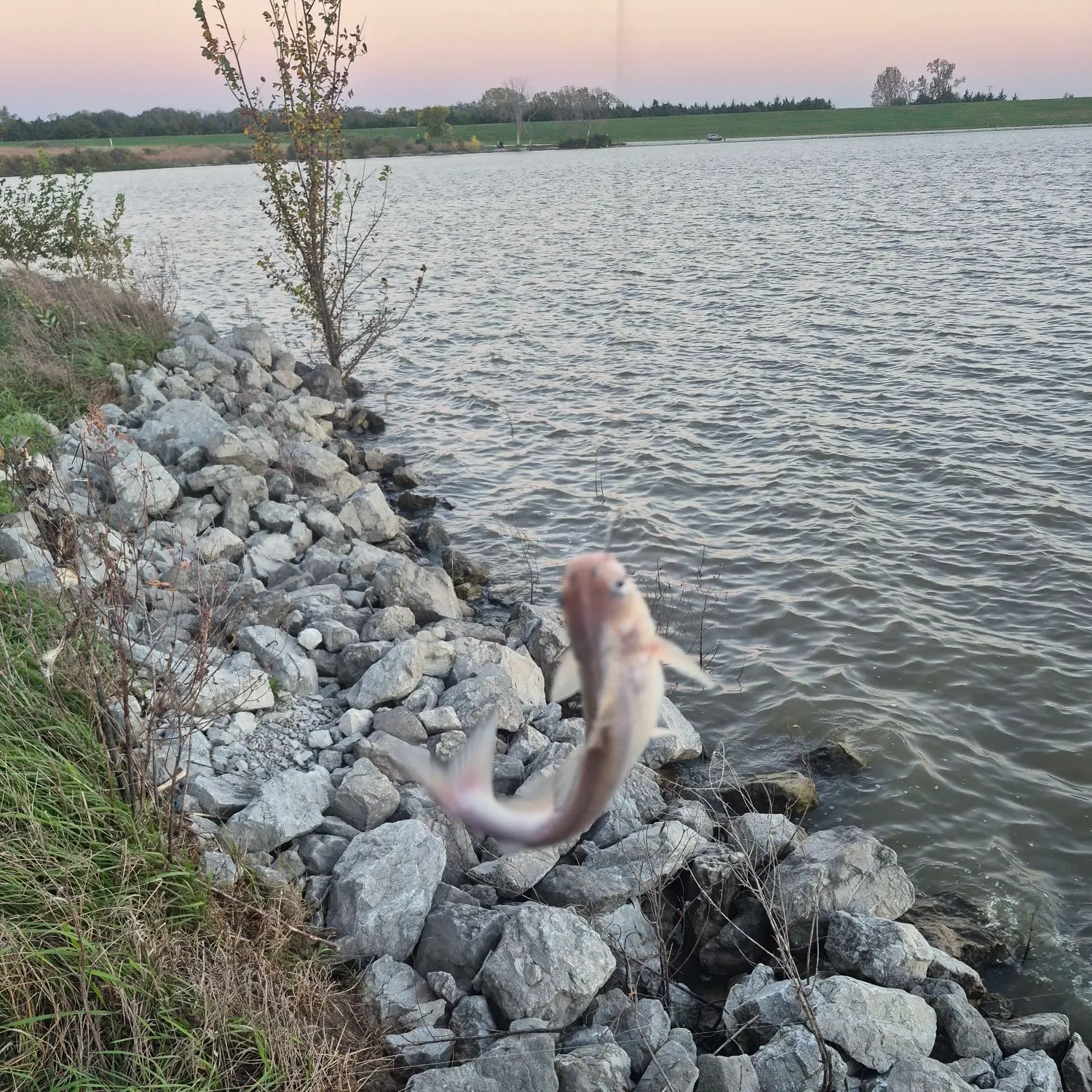 Channel catfish caught on Fishbrain