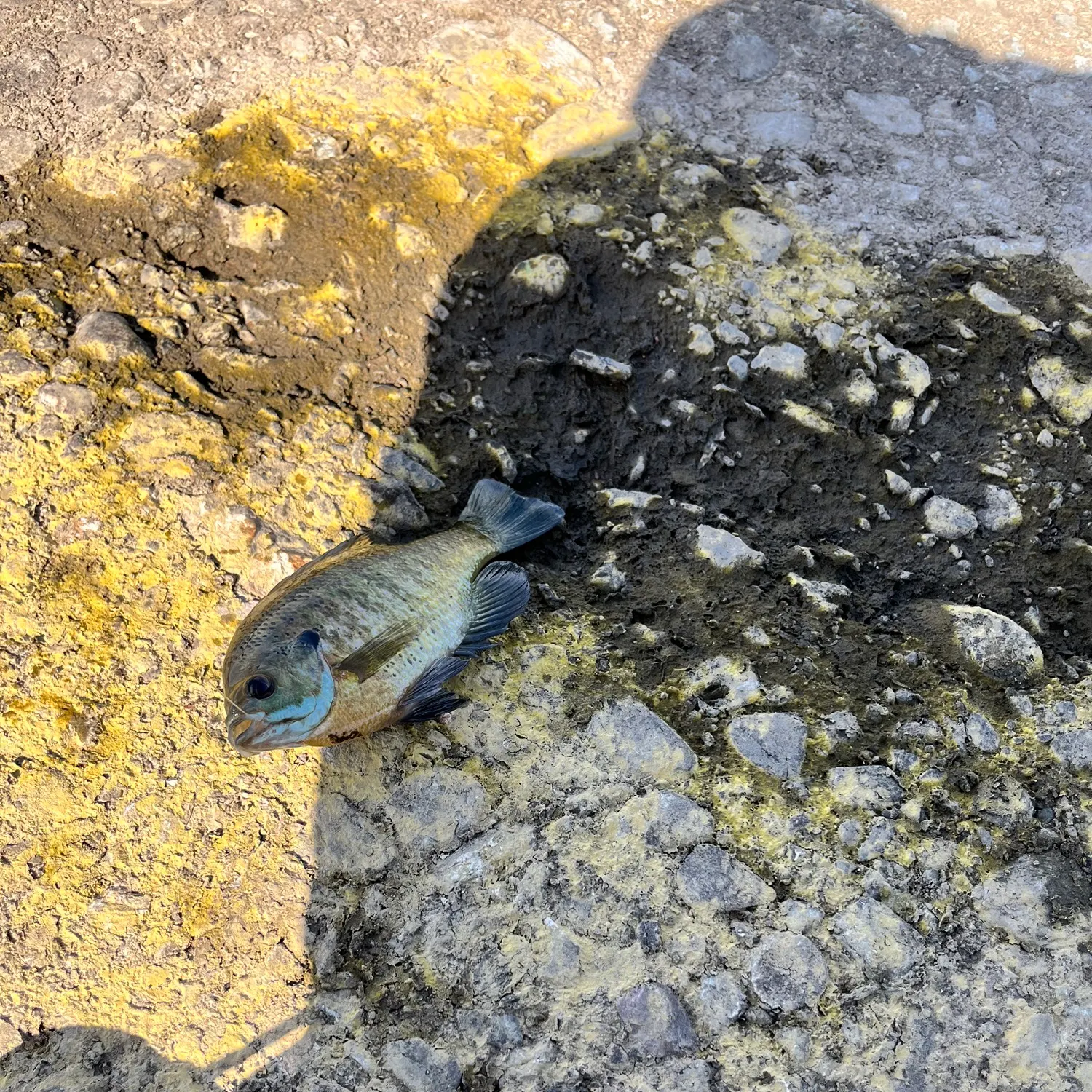 Bluegill caught on Fishbrain
