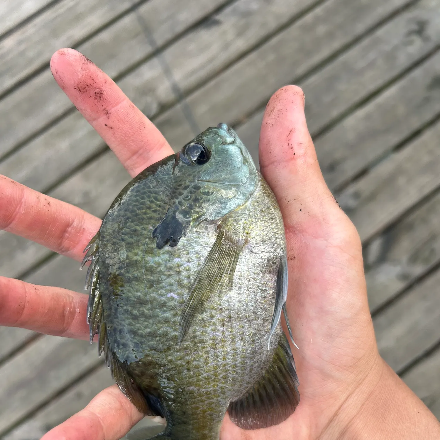 Bluegill caught on Fishbrain