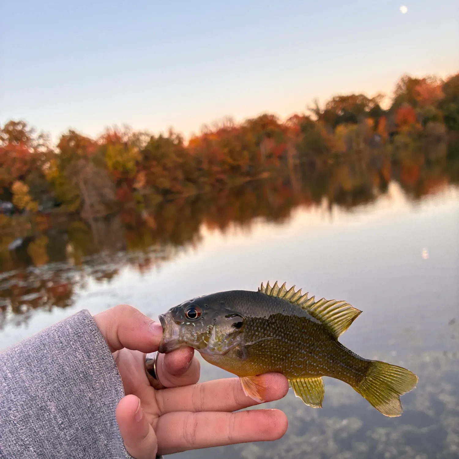 Green sunfish caught on Fishbrain