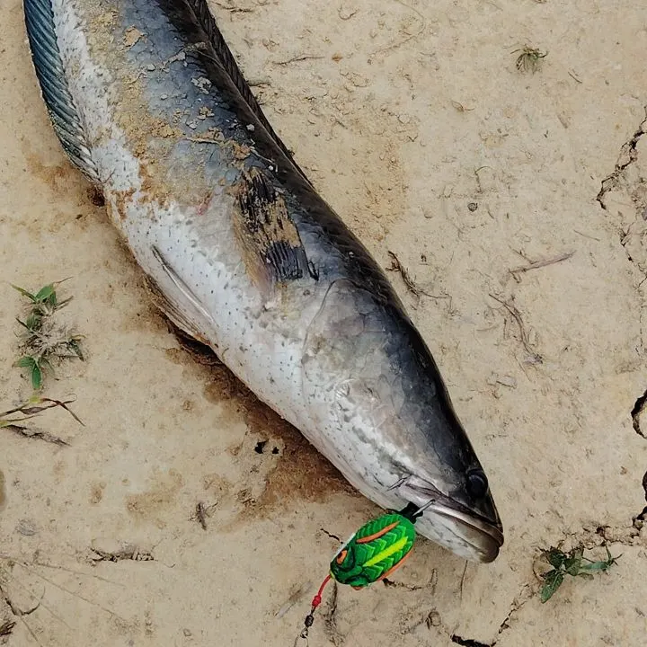 Fish caught on Fishbrain