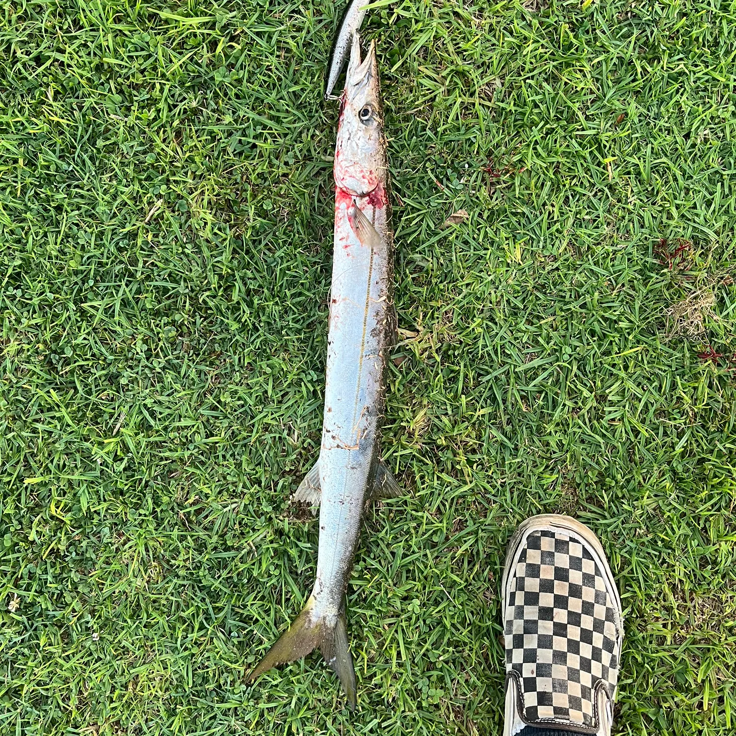 The most recent Pacific barracuda catches on Fishbrain