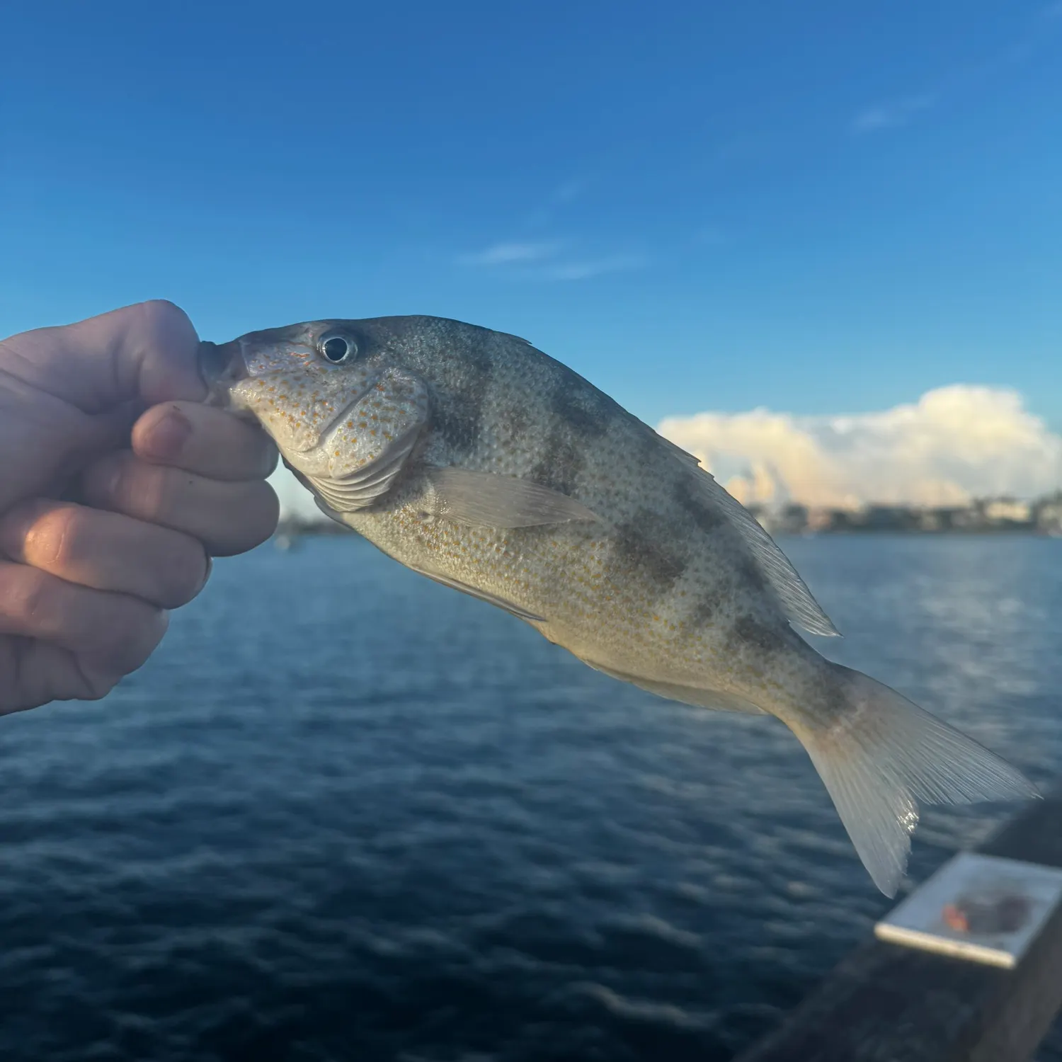 The most recent Pigfish catches on Fishbrain