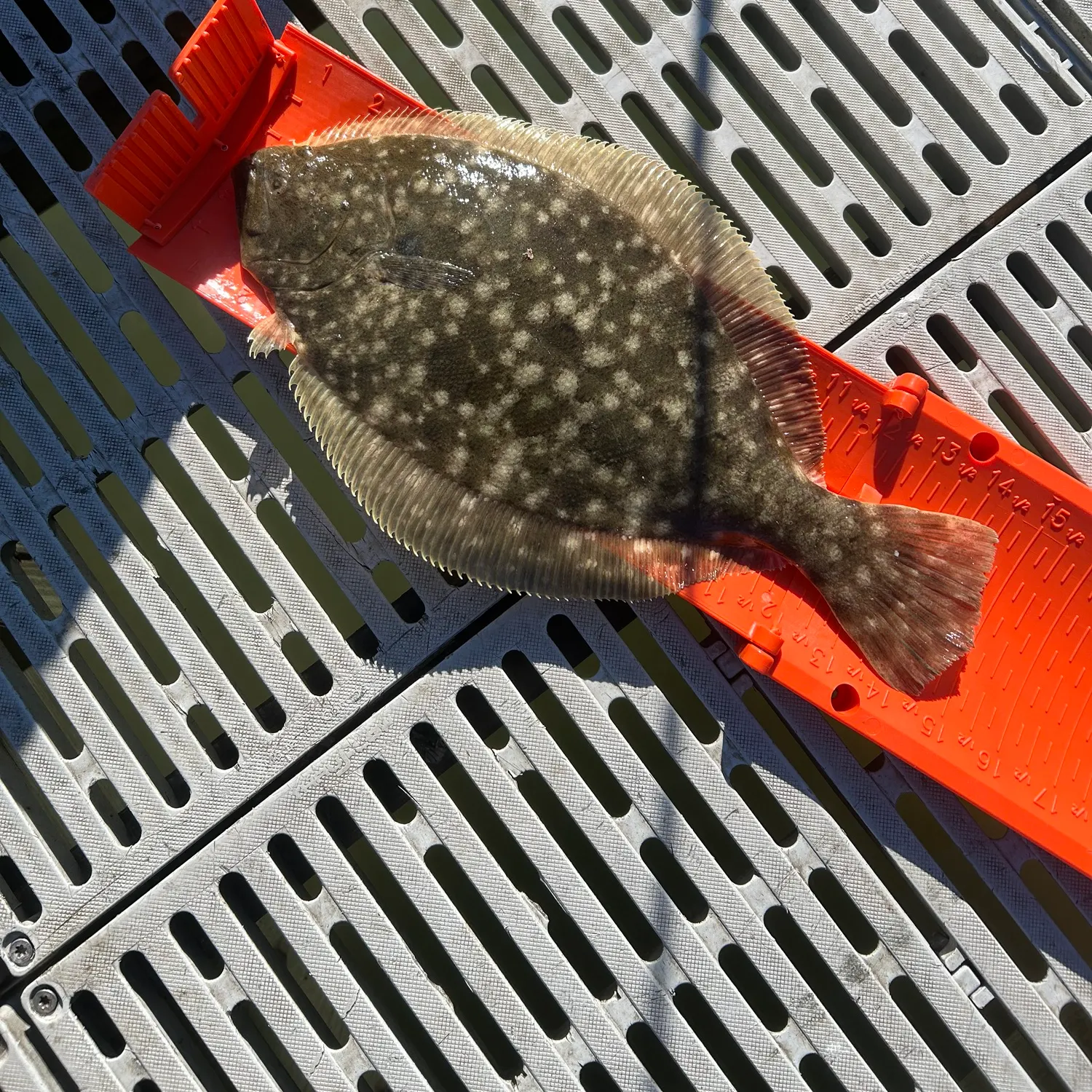 The most recent Southern flounder catches on Fishbrain