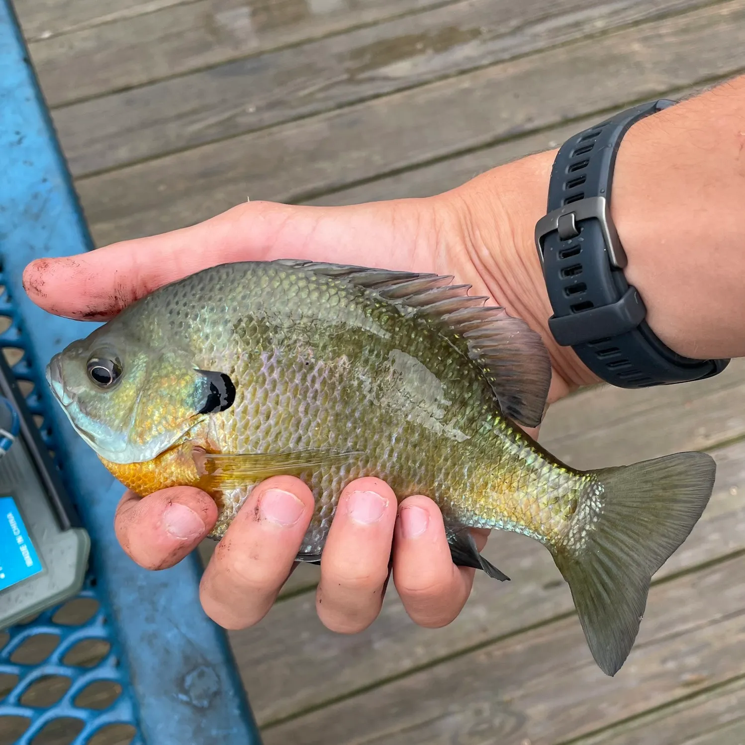 Bluegill caught on Fishbrain