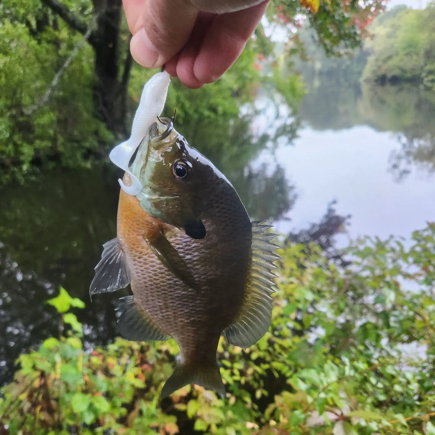 Bluegill caught on Fishbrain