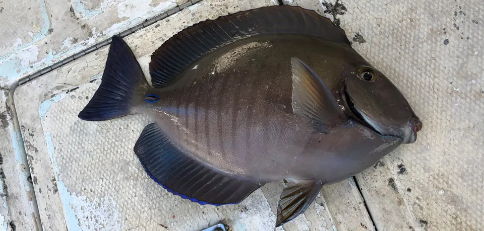 Doctorfish