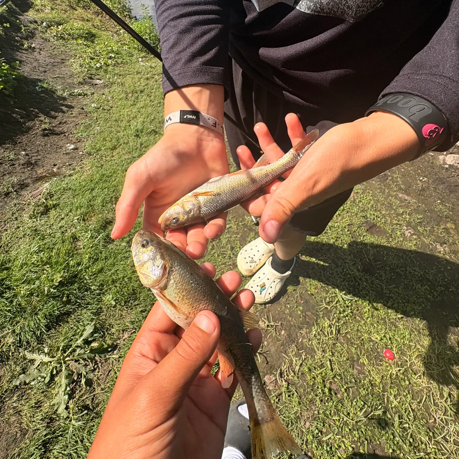 The most recent Creek chub catches on Fishbrain