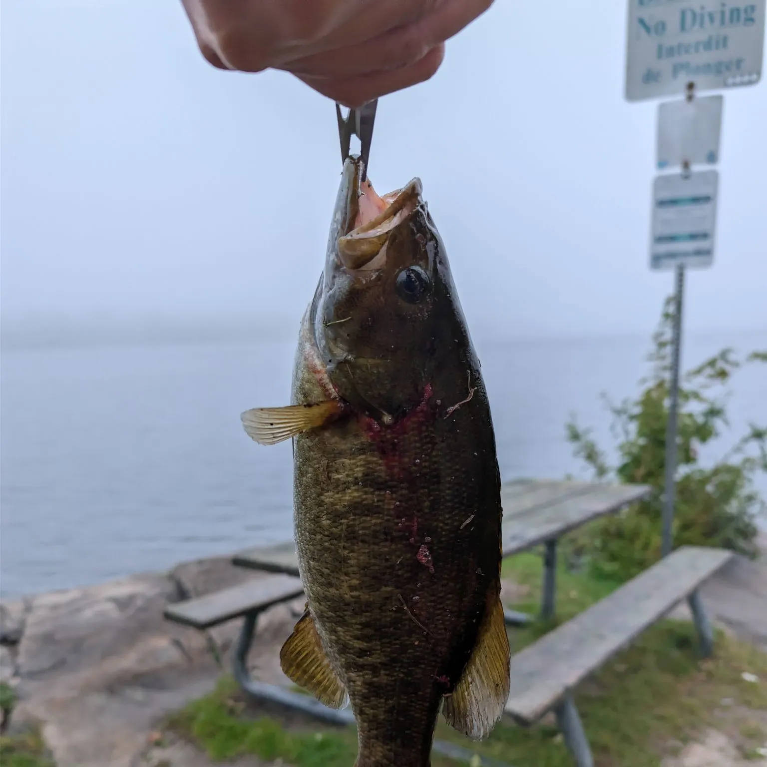 Smallmouth bass caught on Fishbrain