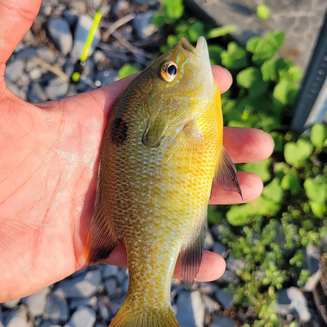 Redbreast sunfish caught on Fishbrain