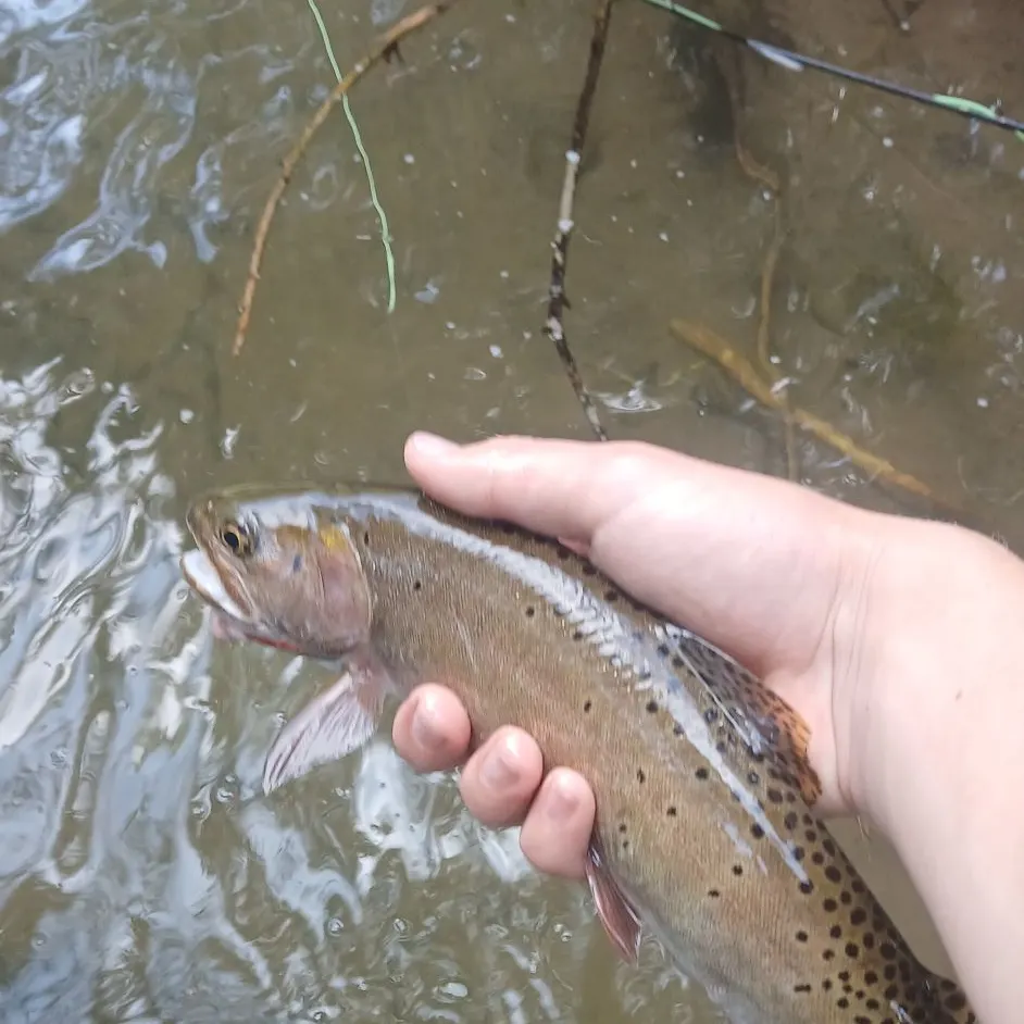 The most recent Cutthroat trout catches on Fishbrain