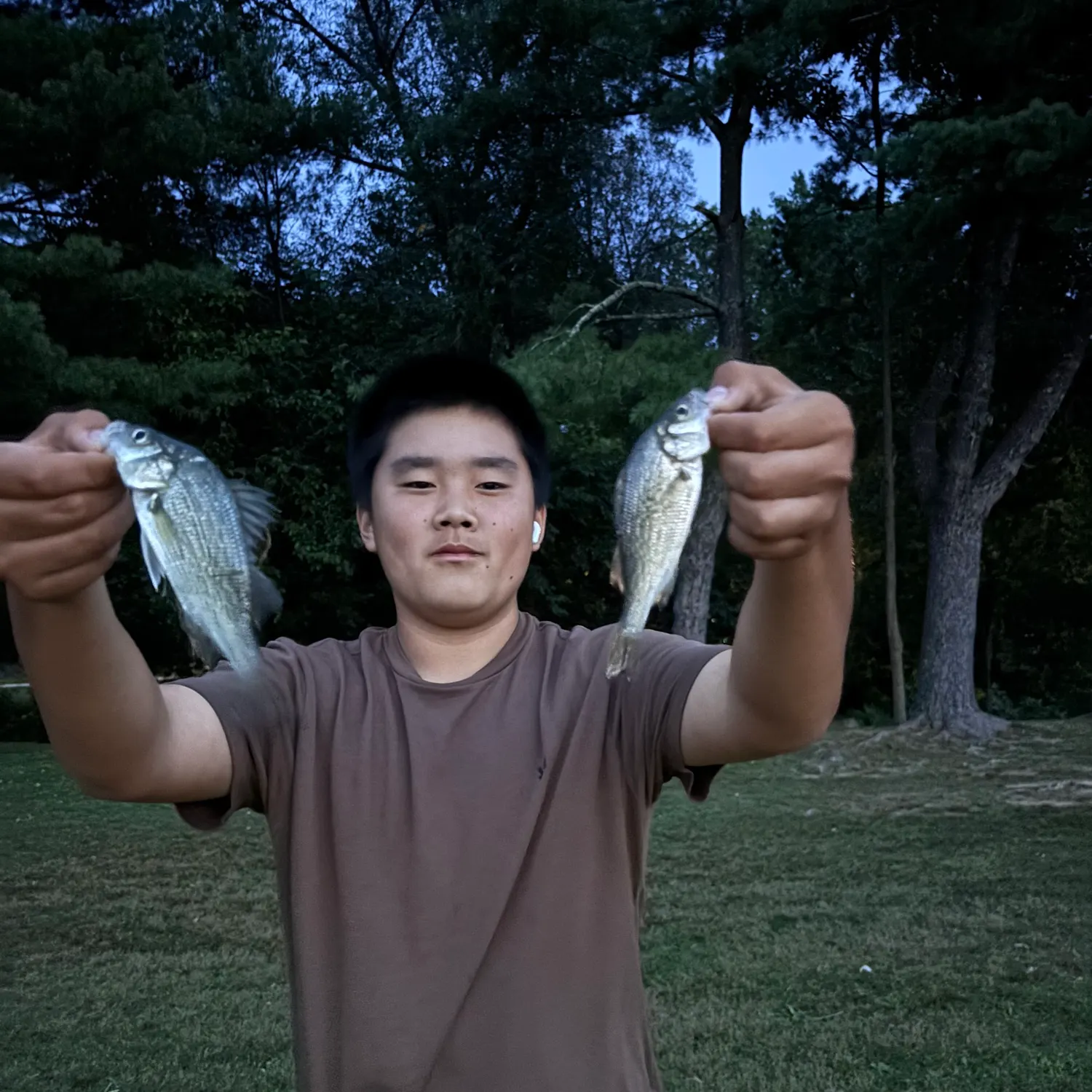 White perch caught on Fishbrain