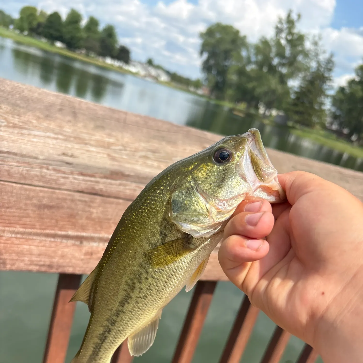 Fish caught on Fishbrain