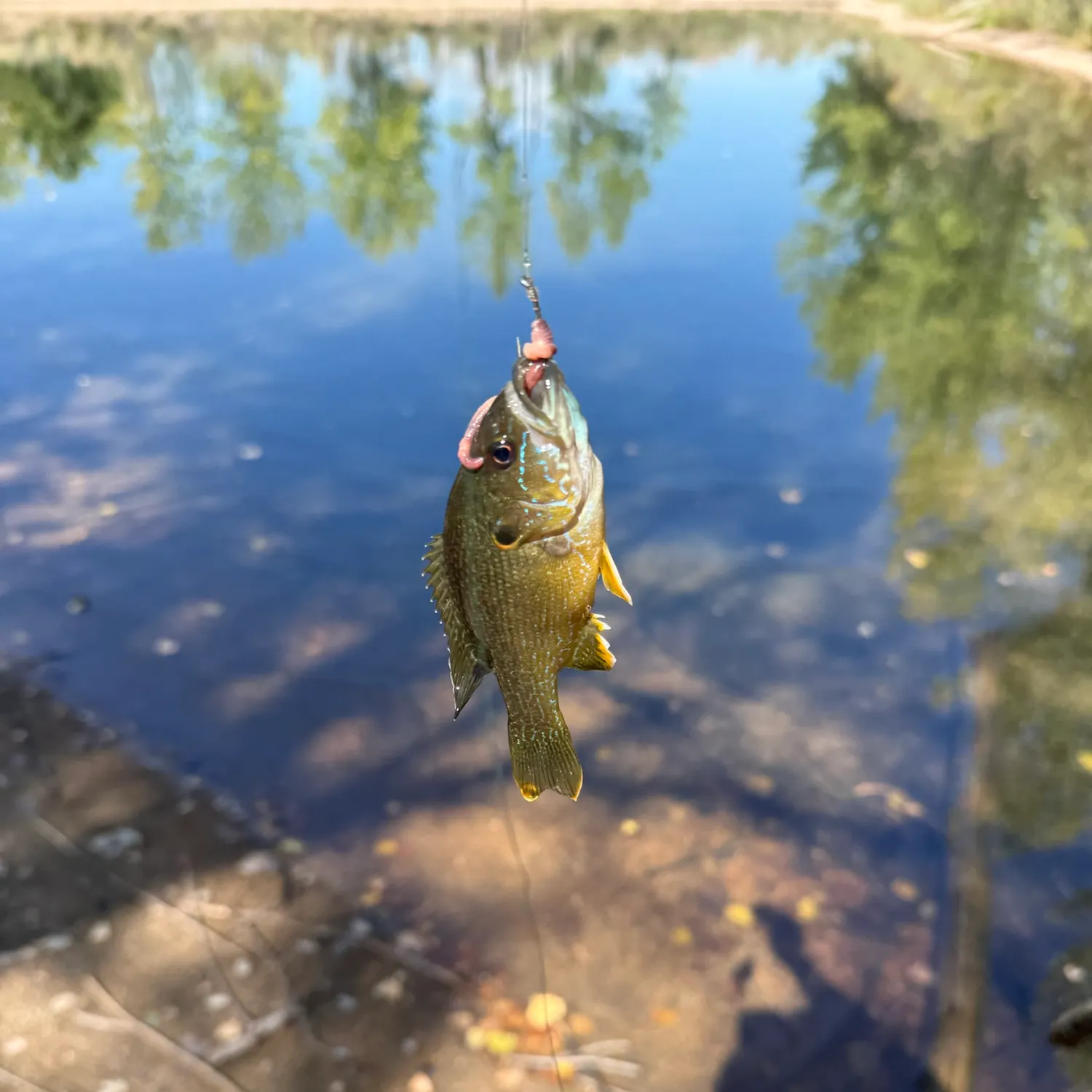 Green sunfish caught on Fishbrain