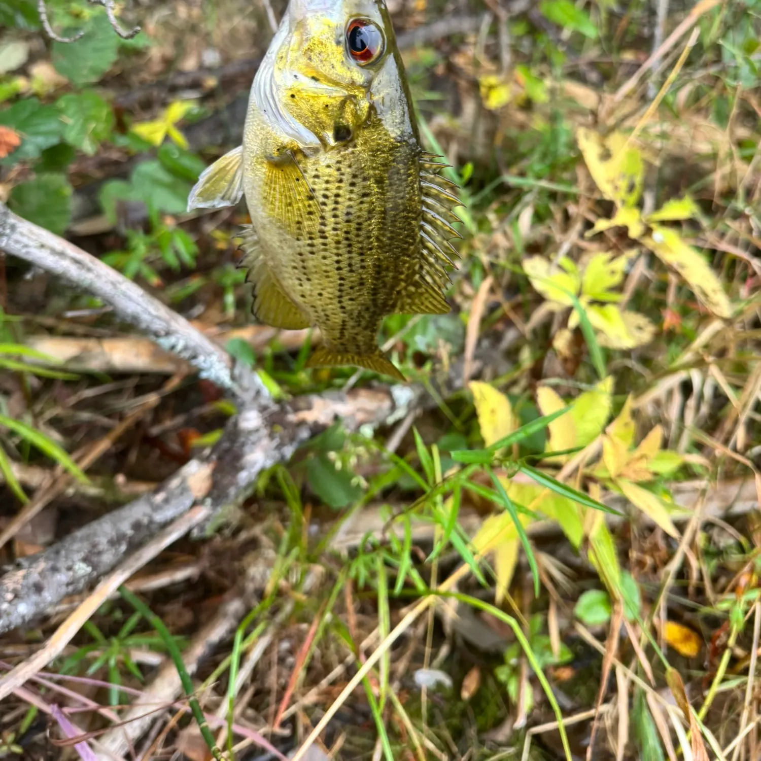 Rock bass caught on Fishbrain