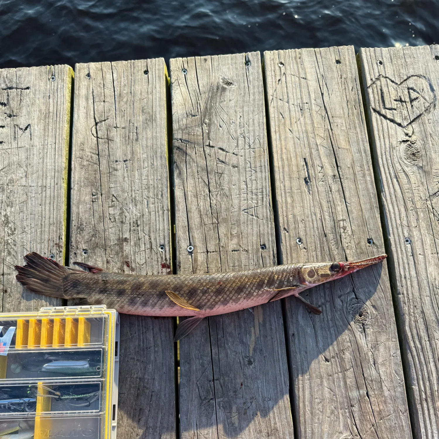 recently logged catches