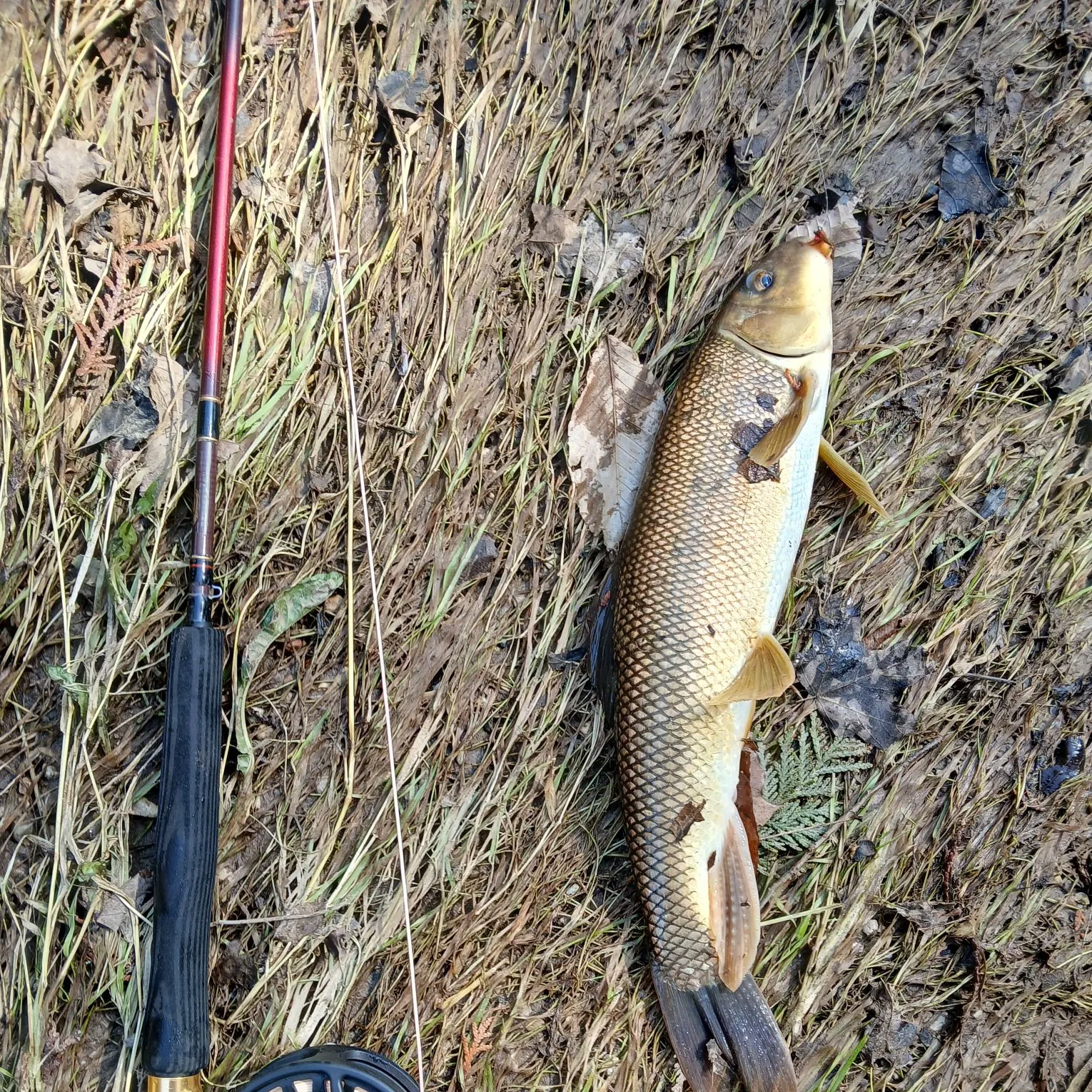 The most recent White sucker catches on Fishbrain