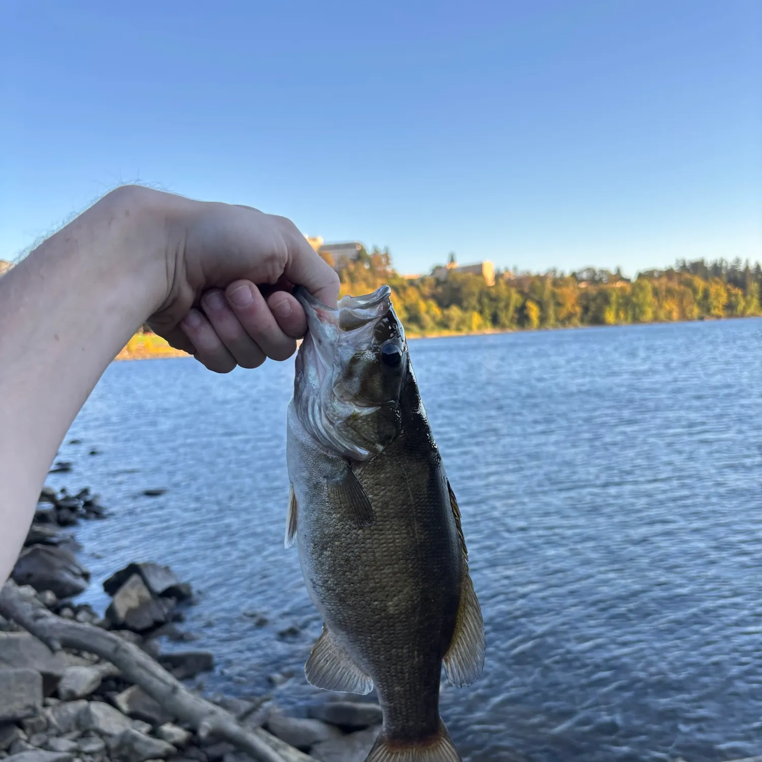Smallmouth bass caught on Fishbrain