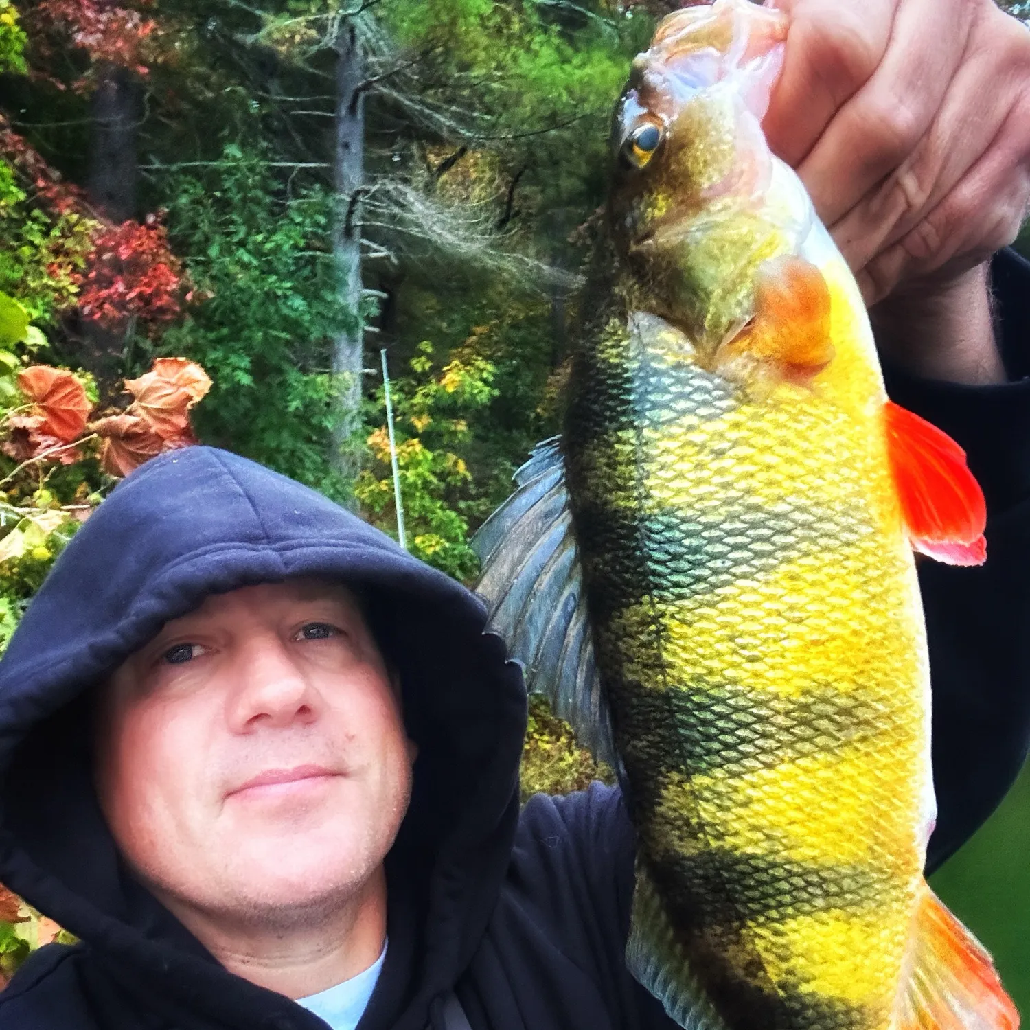 Yellow perch caught on Fishbrain