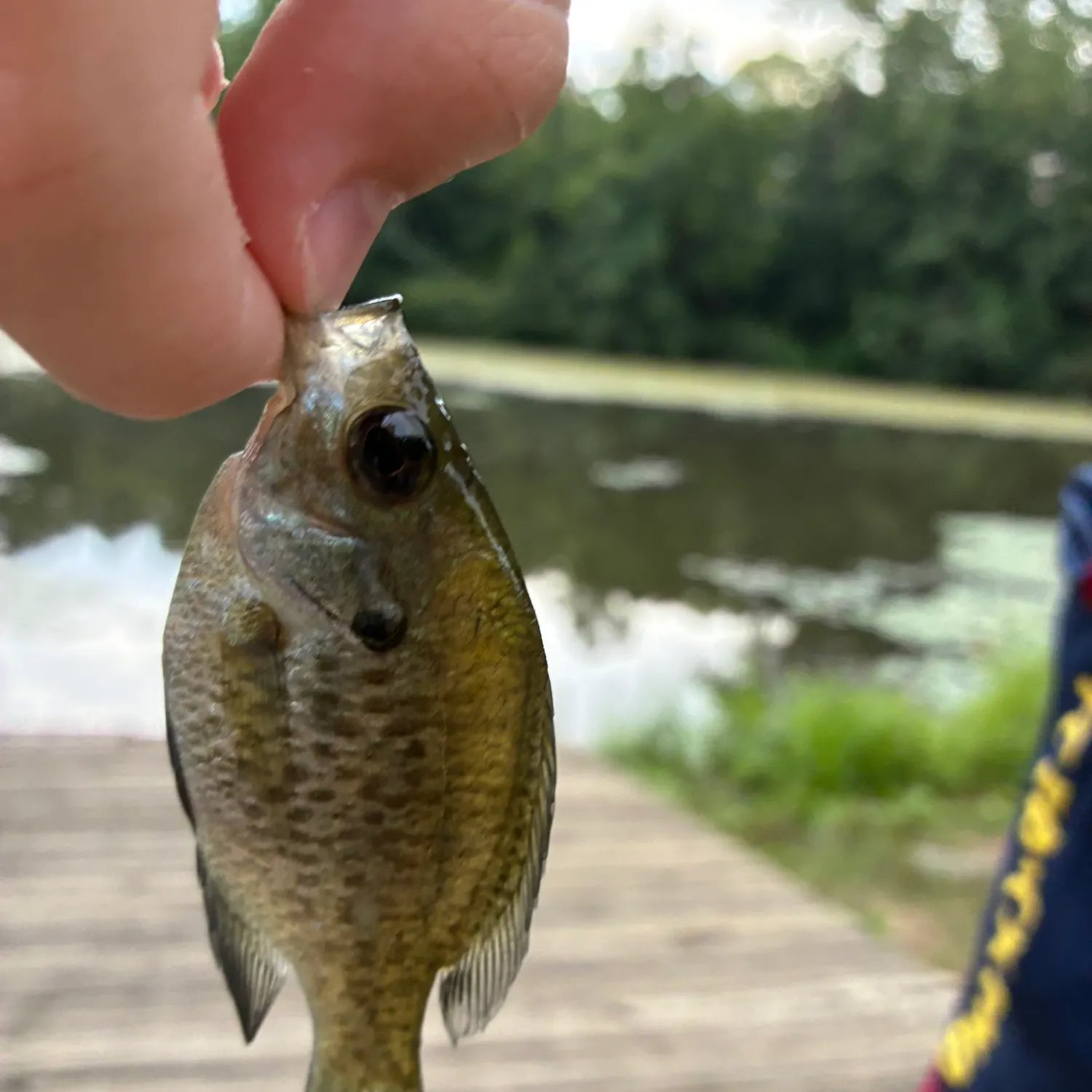 Bluegill caught on Fishbrain
