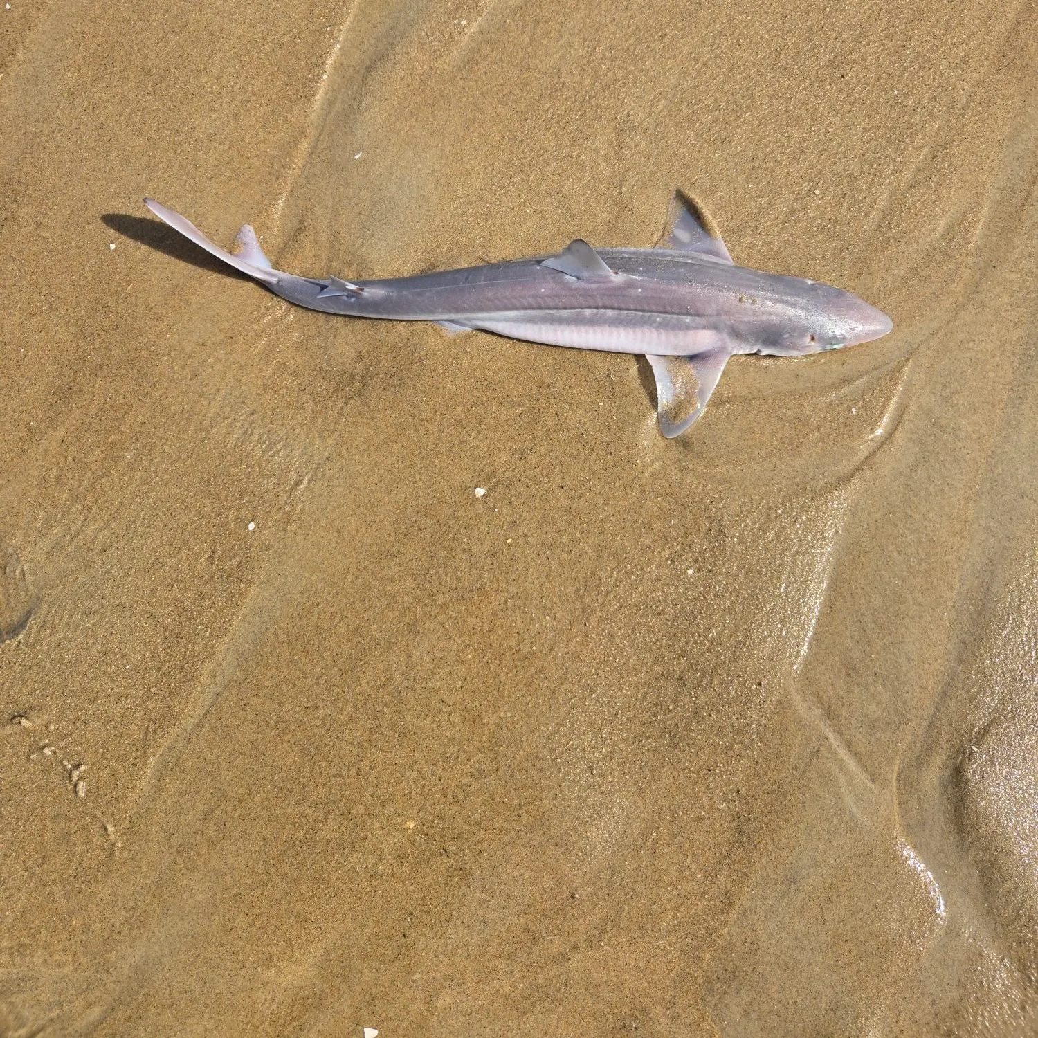 The most recent Piked dogfish catches on Fishbrain