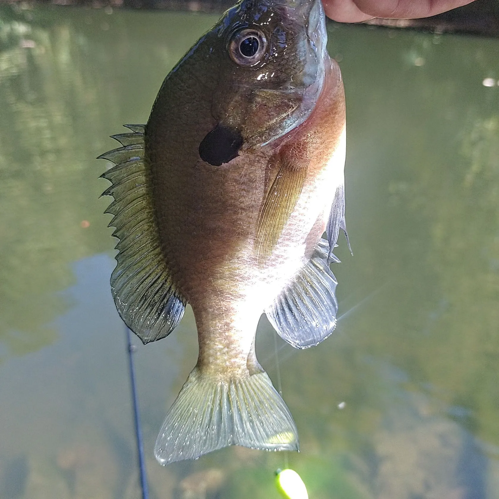 Bluegill caught on Fishbrain