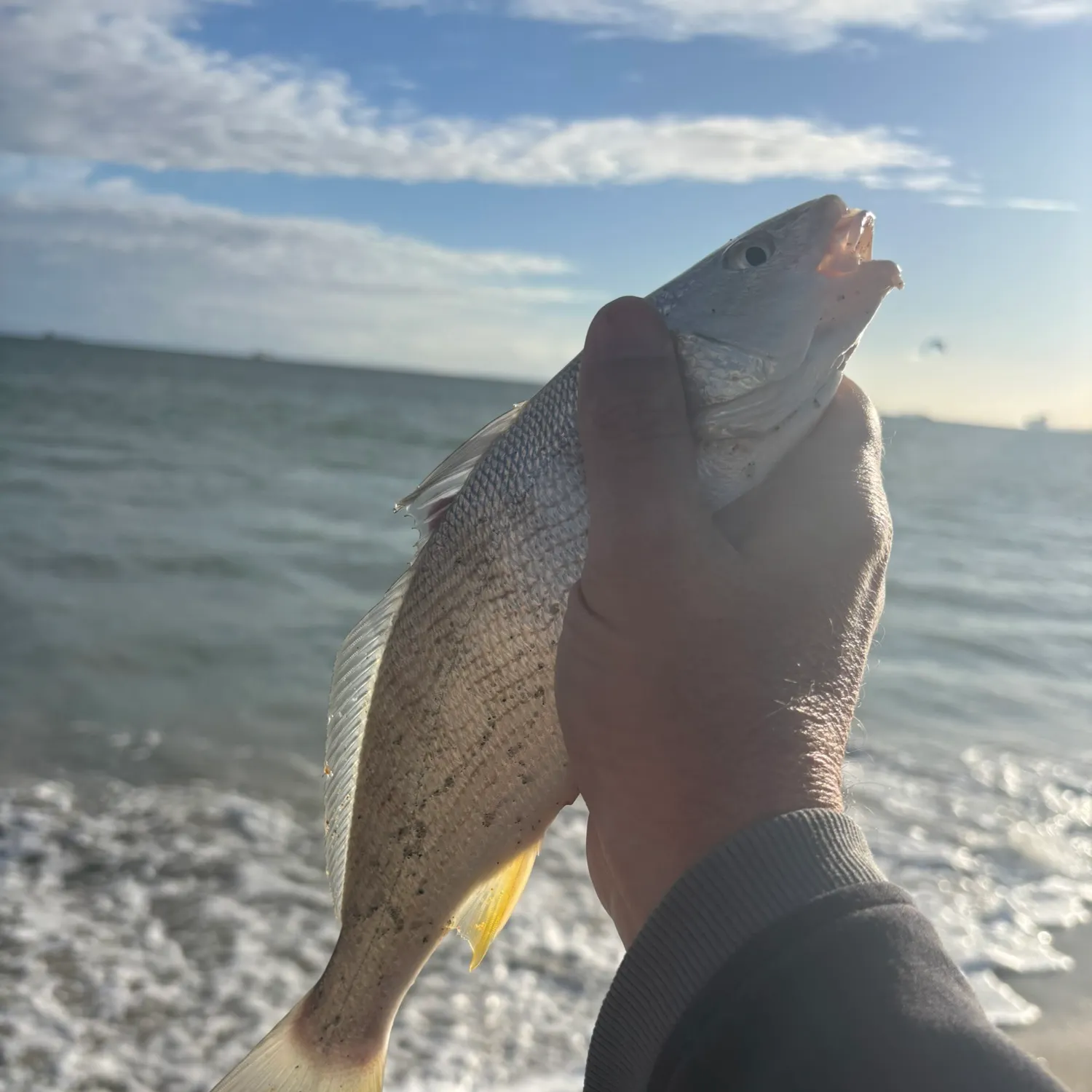 The most recent Yellowfin croaker catches on Fishbrain