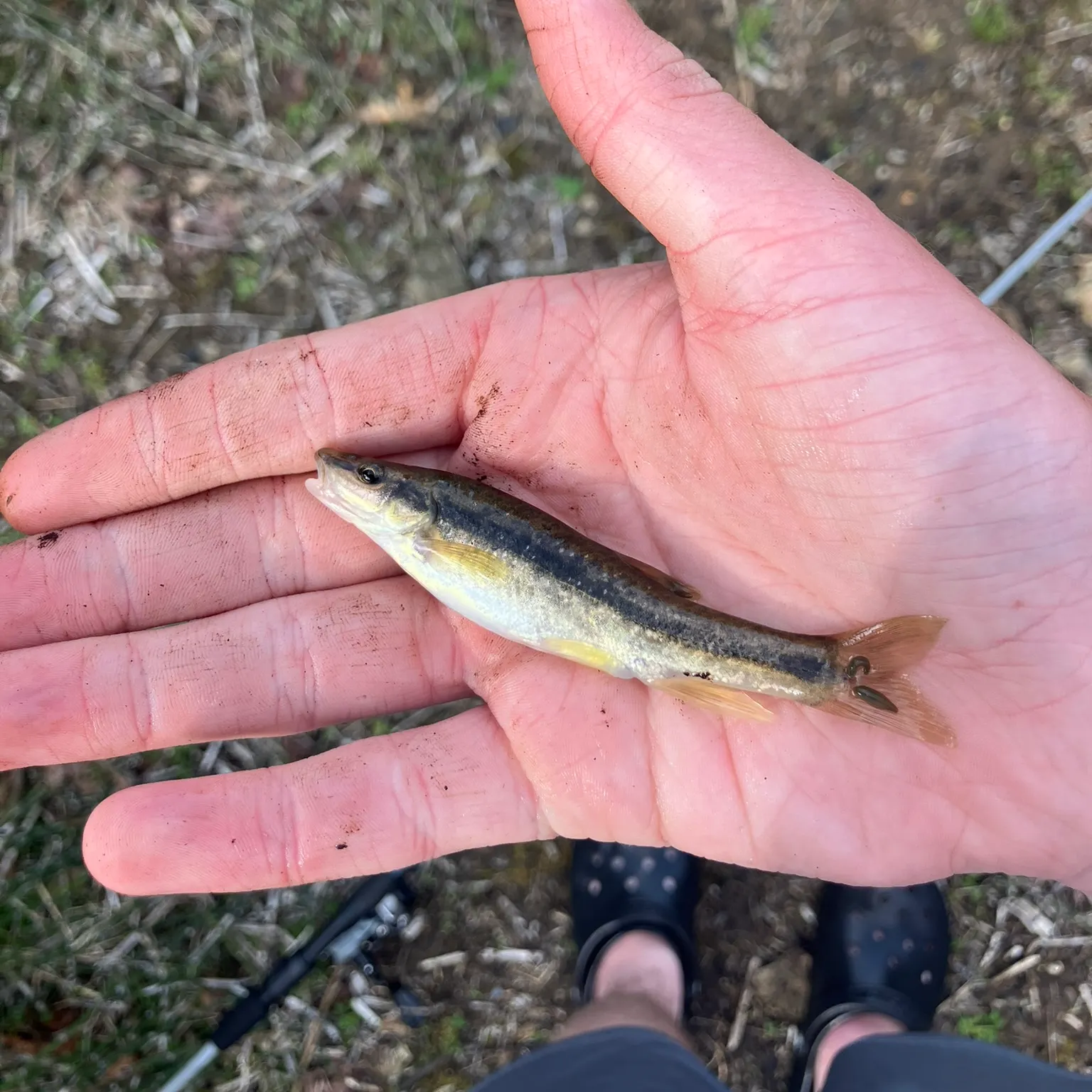The most recent Eastern blacknose dace catches on Fishbrain