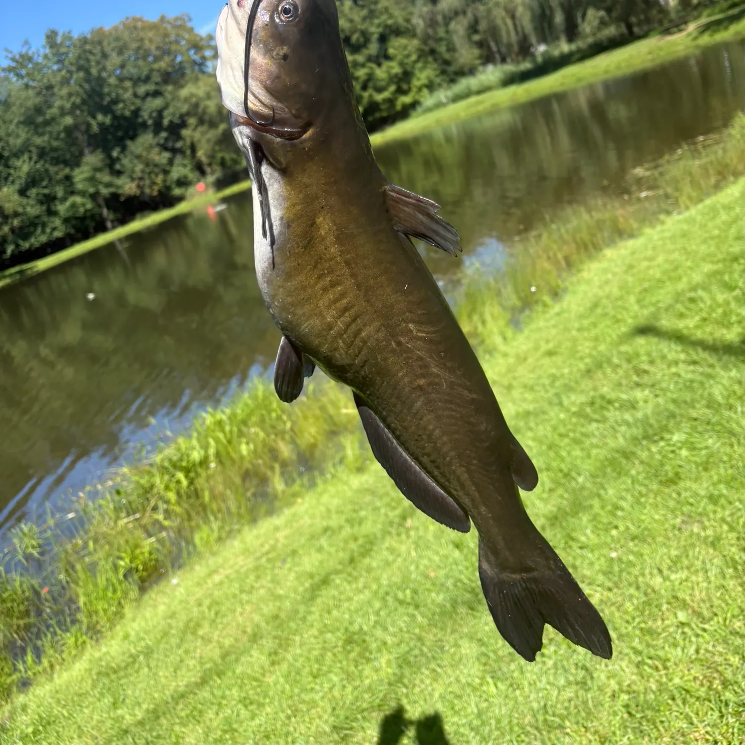 Channel catfish caught on Fishbrain