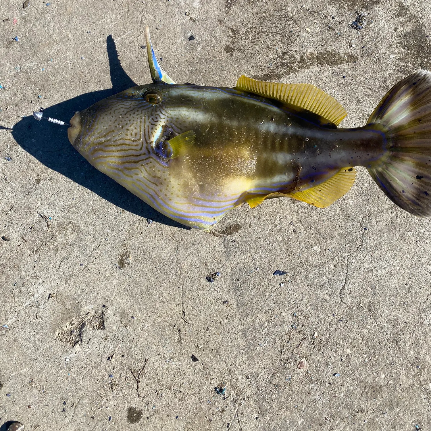 Six-spined leatherjacket caught on Fishbrain